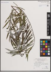 Foto von Salix eleagnos Scop.